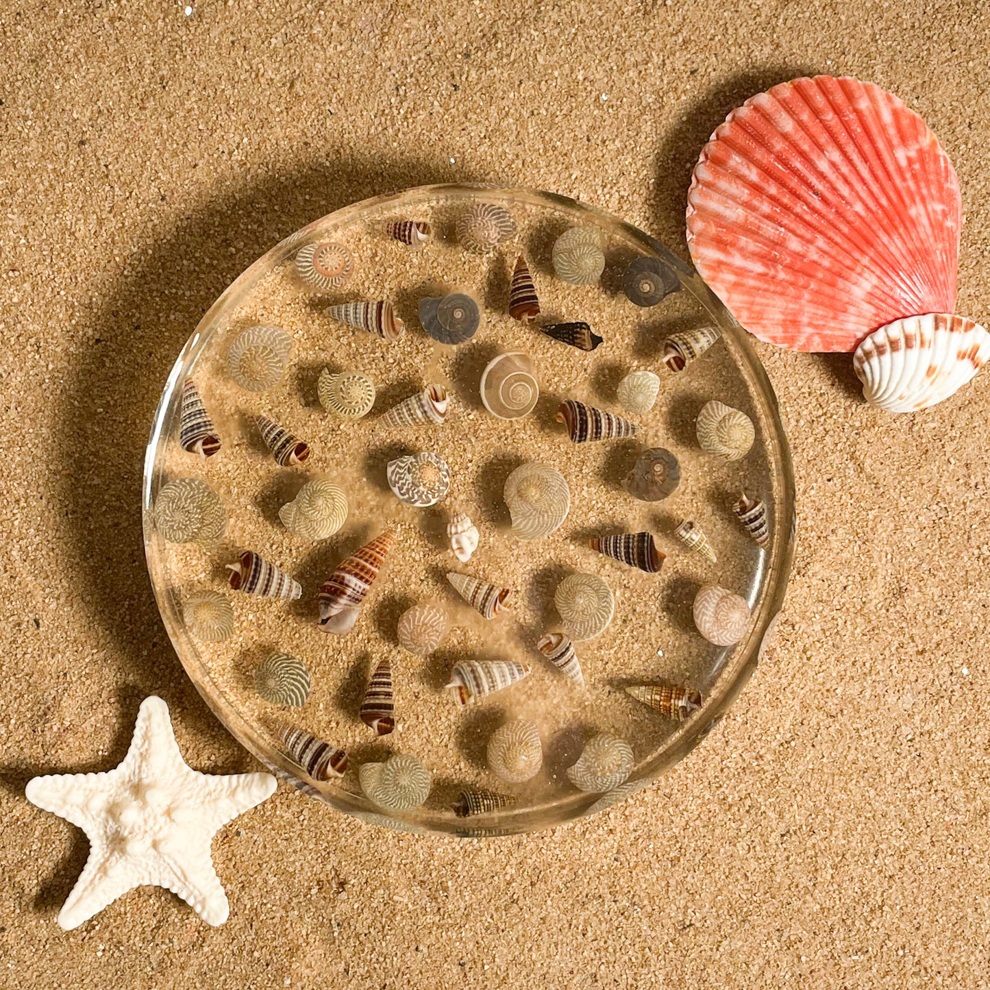 Seashell Serenity Coasters-Multi Color Shell Resin-Transparent-Round