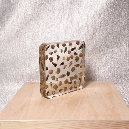 Seashell Serenity Coasters-Multi Color Shell Resin-Transparent-Square