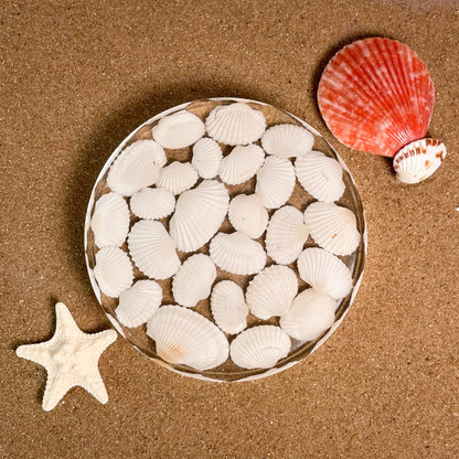 Seashell Serenity Coasters-White Shell Resin-Transparent-Round