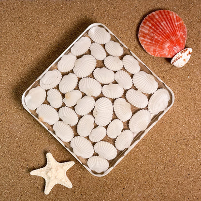 Seashell Serenity Coasters-White Shell Resin-Transparent-Square